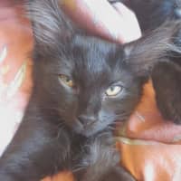 Photo of Penny (Wise)