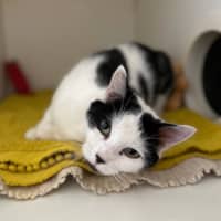 Photo of Dotti