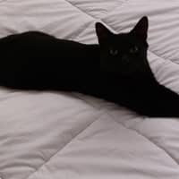 Photo of Salem