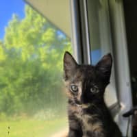 Photo of Paisley