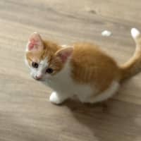 Photo of Amber 