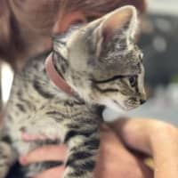 Photo of Pepe Le Pew