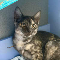 Photo of Clove