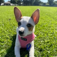 Photo of Birdie   10 Week Old Jack Russell X Fox Terrier