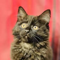 Photo of Hermoine (Located In Preston) 
