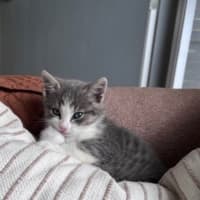Photo of C1650 Lulu