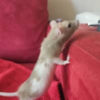 Photo of Rosie