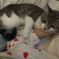 Photo of Firecracker