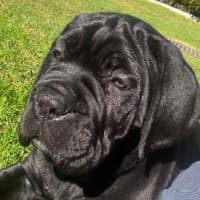 Photo of Shadow