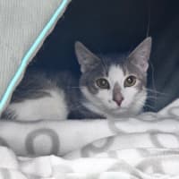 Photo of Smudge