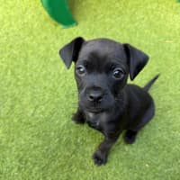 Photo of Zella   8 Week Old Mixed Breed