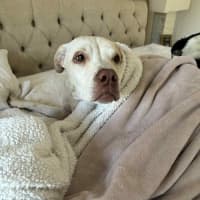 Photo of Sparrow *$250 Adoption Fee* 