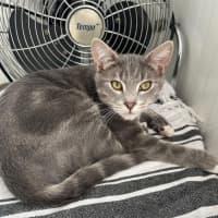 Photo of Louis **2nd Chance Cat Rescue**