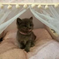 Photo of Woozi
