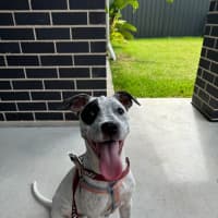 Photo of Shadow   5 Month Old Cattle Dog X 