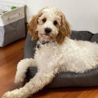 Photo of Teddy Valenti