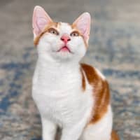 Photo of Crumpet