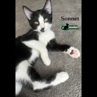Photo of Sonnet