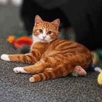 Photo of Garfield