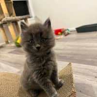 Photo of Steel