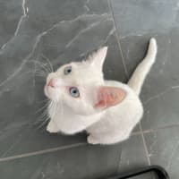 Photo of Chip