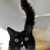 Photo of Cosmo