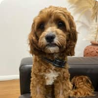 Photo of Kai And Kobi