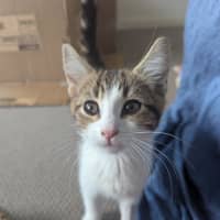 Photo of Sophia Golden