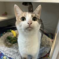 Photo of Kitty