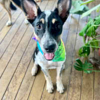 Photo of Tallulah