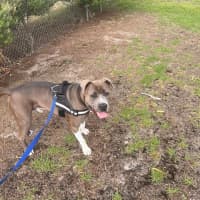 Photo of Oatmeal Cookies