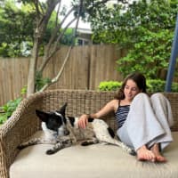 Photo of Missy   1 Year Old Cattle Dog X