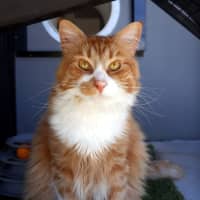 Photo of Tyber Sta013408