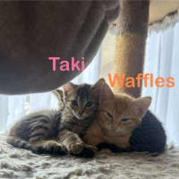 Photo of Taki
