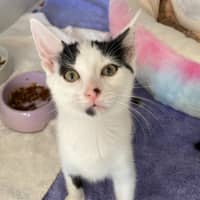 Photo of Squinty *Available From Petstock Milperra*