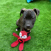 Photo of Aston Martin