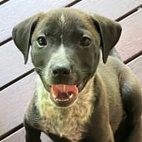 Photo of Mulga 