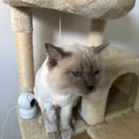 Photo of Chilli
