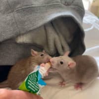 Photo of Sprig / Clover