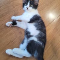 Photo of Winter  Available From 20/1