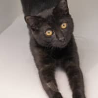 Photo of Olive