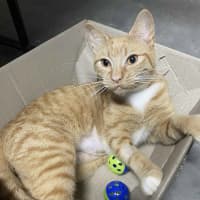 Photo of Cleo 🍁👑