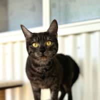 Photo of Birdie 
