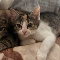 Photo of Kiki   Penelope