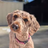 Photo of Peach