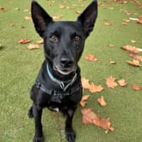 Photo of Buddy