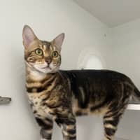 Photo of Tikka Meowsala