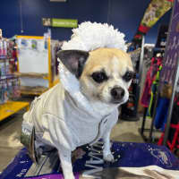 Photo of Bonded Pair 