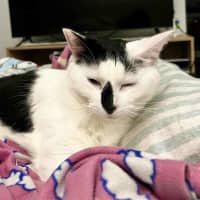 Photo of Moo Moo