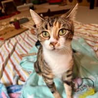 Photo of Moe   Located In Brunswick West